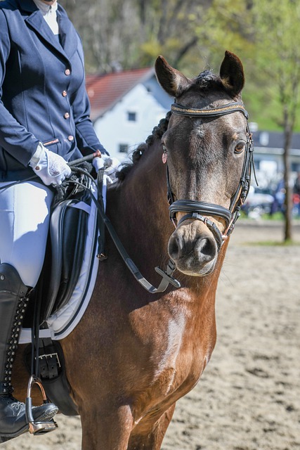 胜新西兰后 胜新西兰后